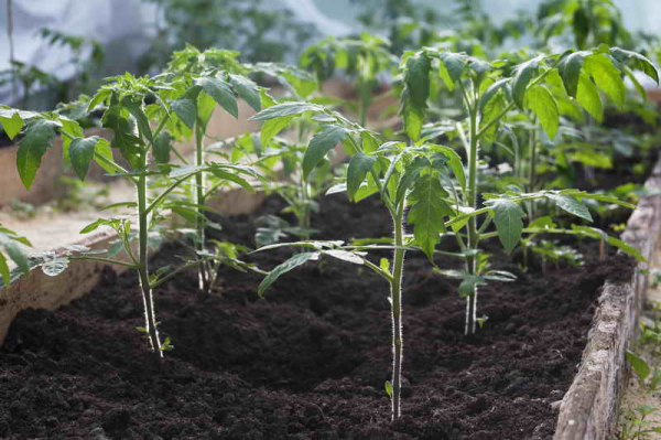 Как вырастить хорошую рассаду любых овощей